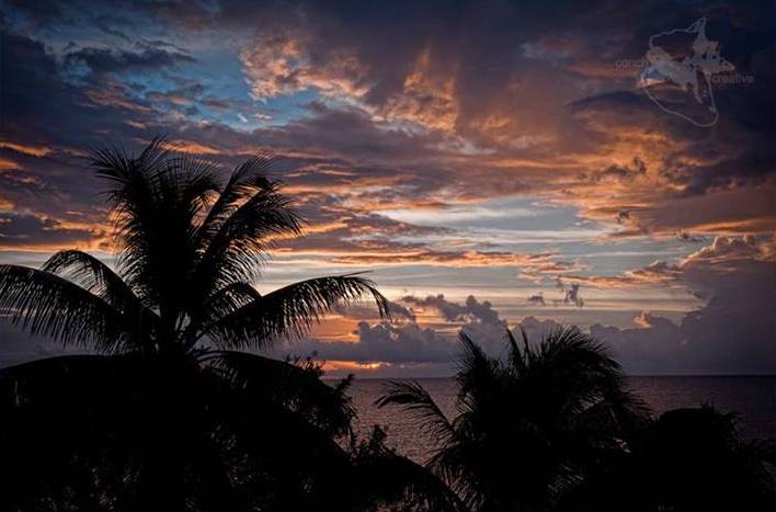 Tree House Belize